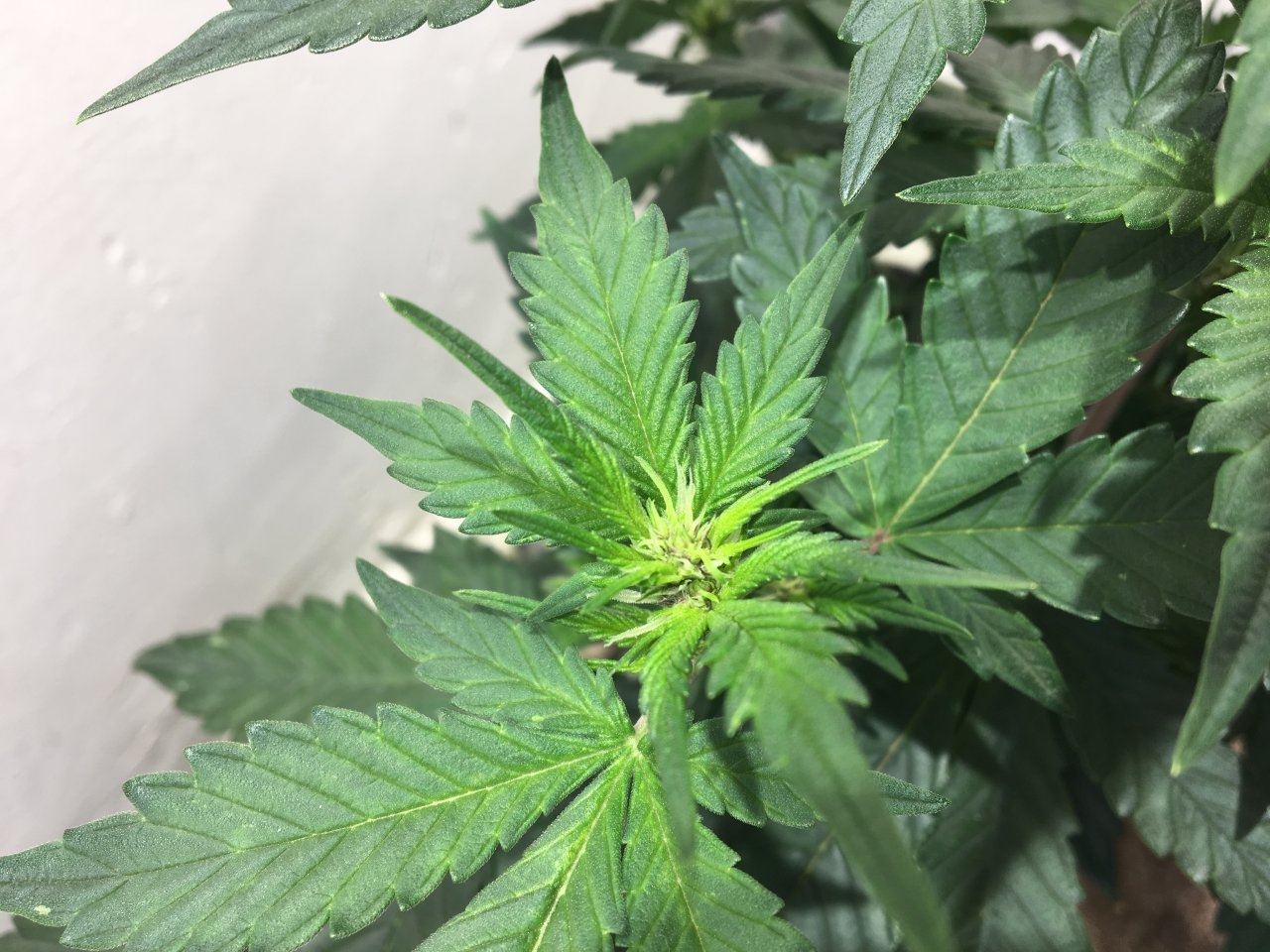 Dark Devil Auto 9 (Day 54)