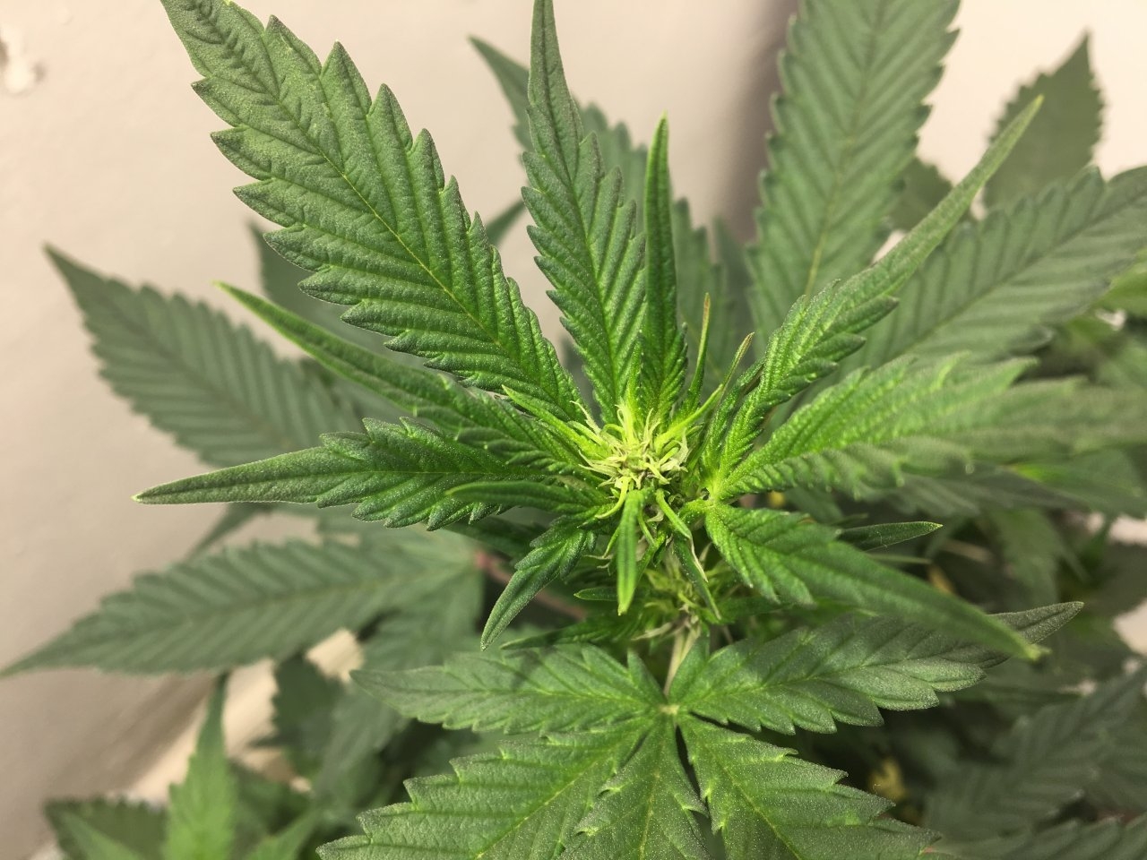 Dark Devil Auto 9 (Day 54)