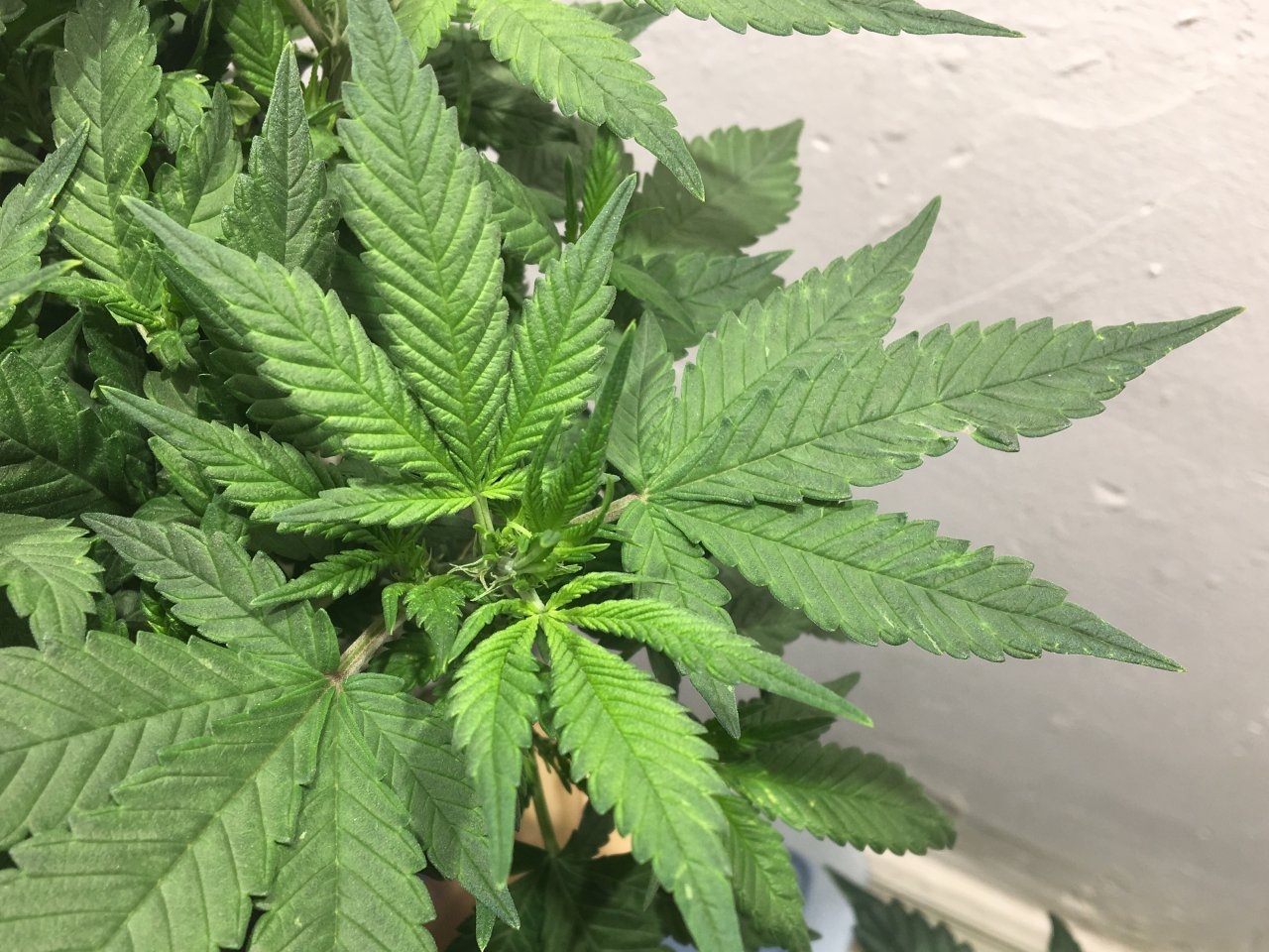 Dark Devil Auto 9 (Day 54)