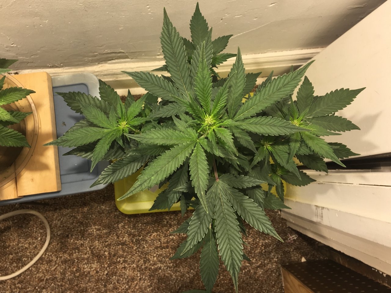 Dark Devil Auto 9 (Day 54)