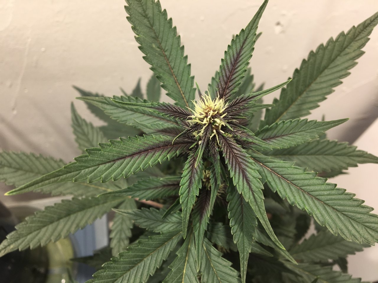 Dark Devil Auto 9 (Day 61)