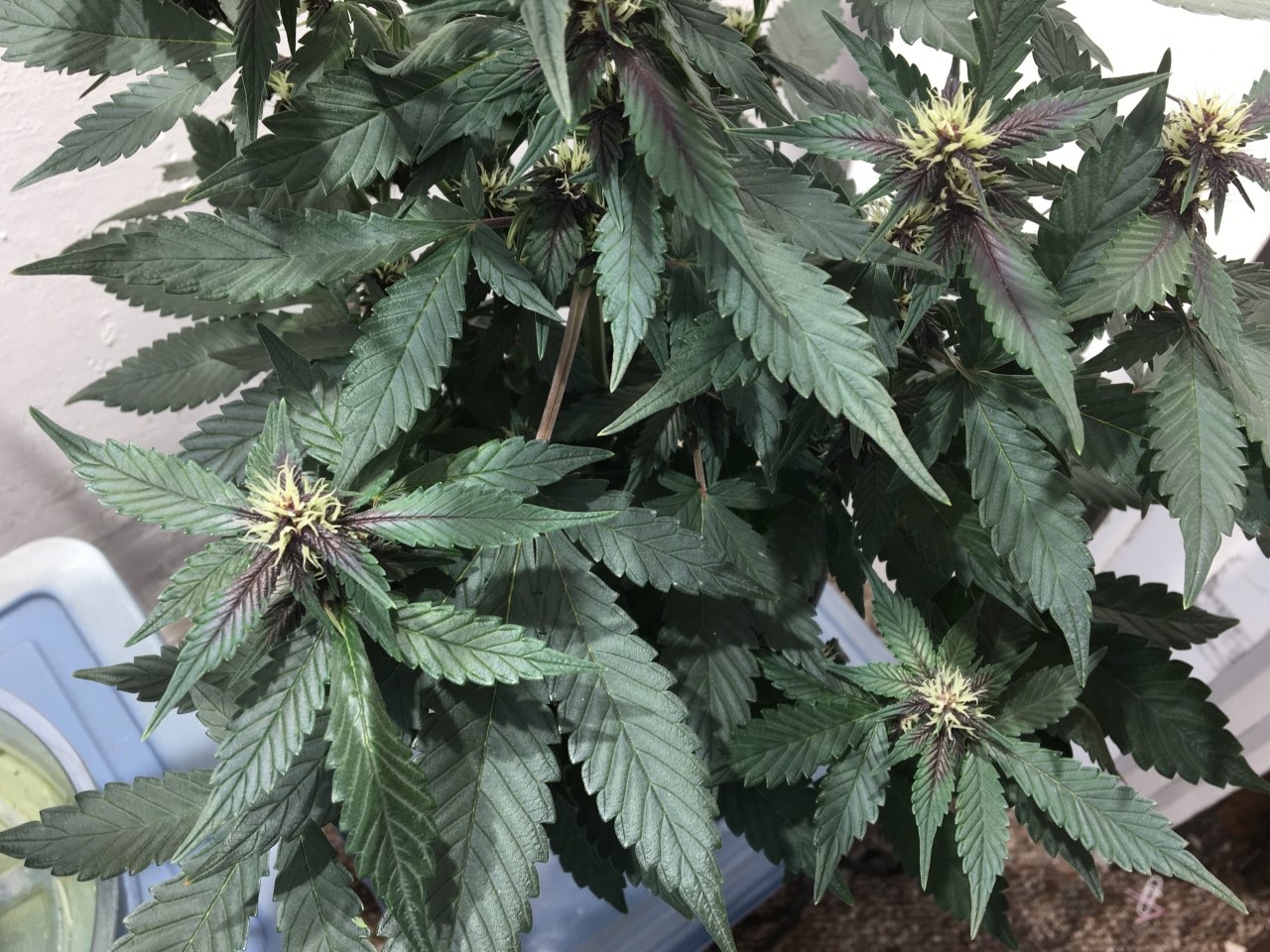 Dark Devil Auto 9 (Day 61)