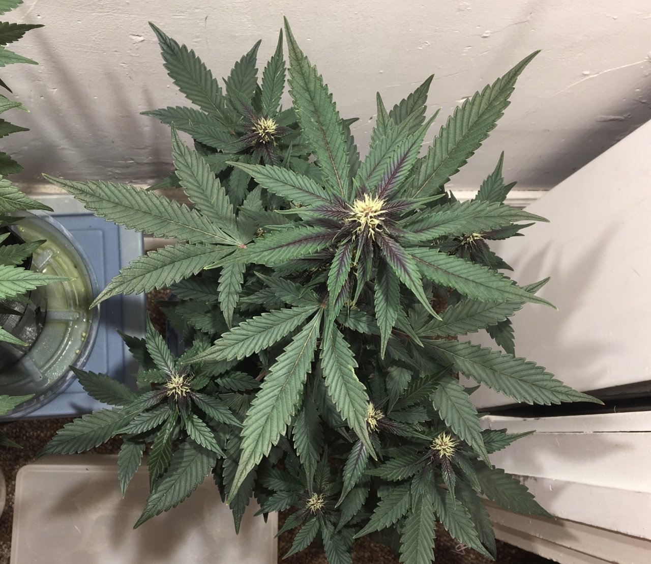 Dark Devil Auto 9 (Day 62, flip + 20)