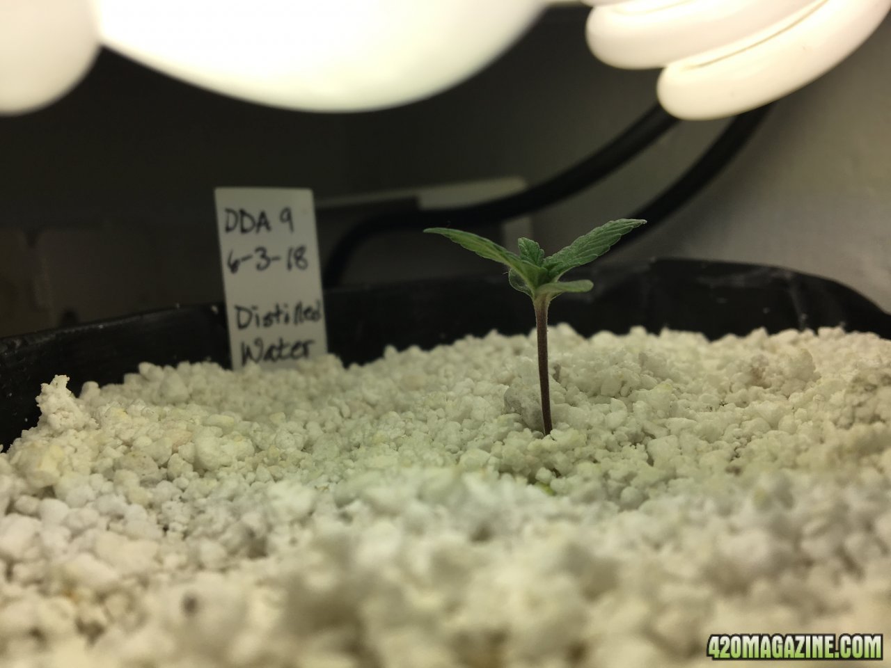 Dark Devil Auto 9 (Day 7)