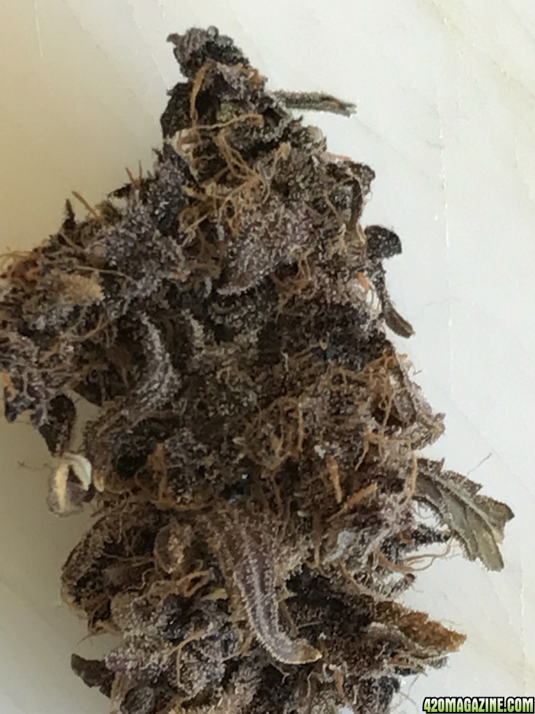 Dark Devil Auto Nug