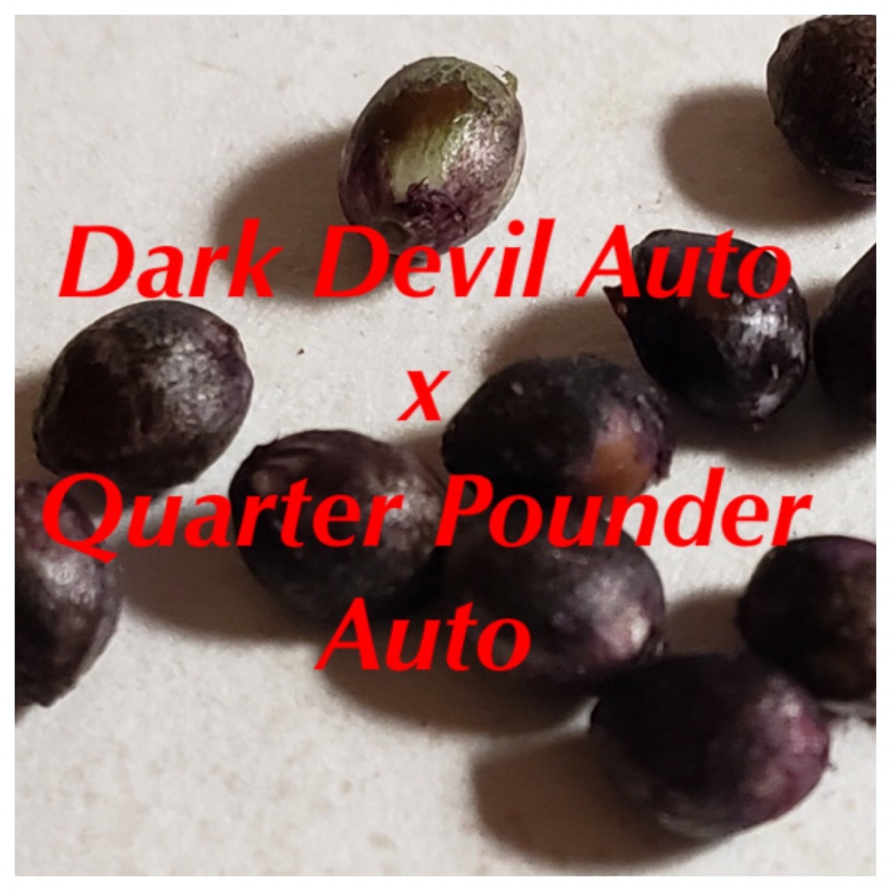 Dark Devil Auto x Quarter Pounder Auto