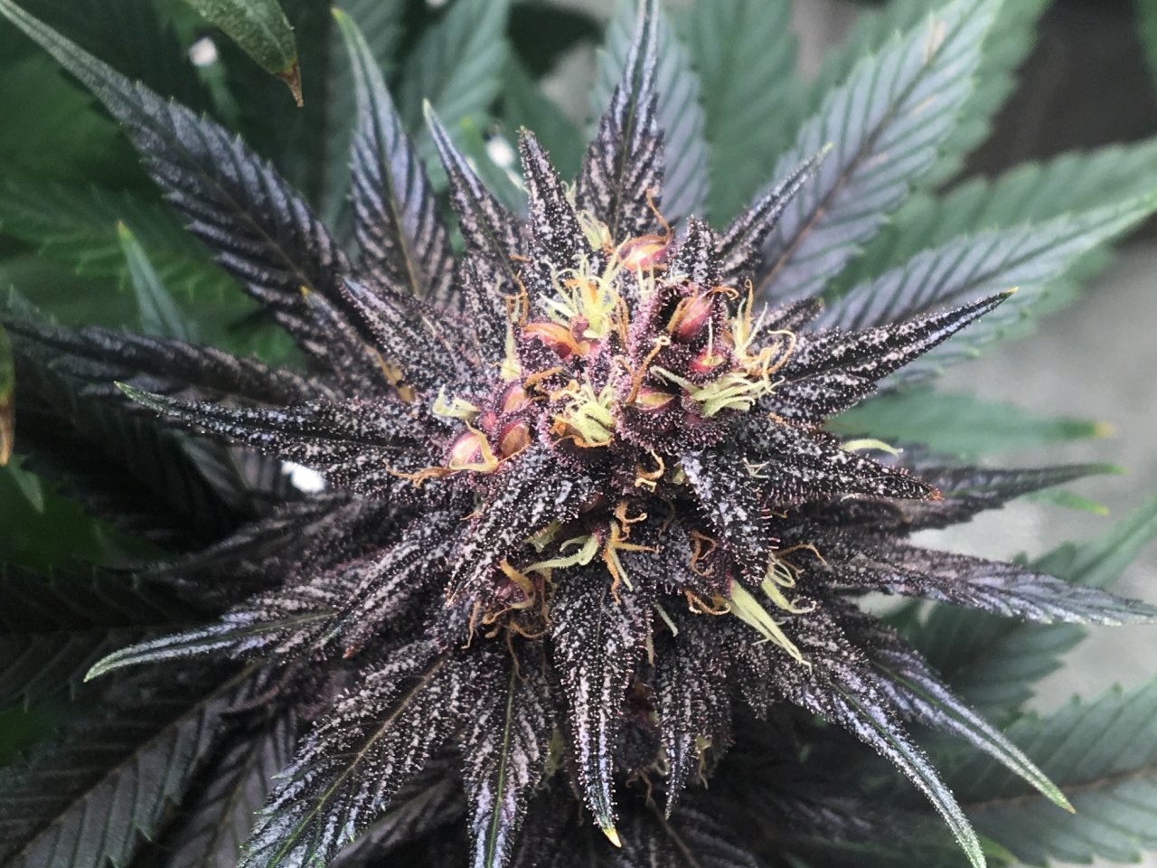 Dark Devil Auto