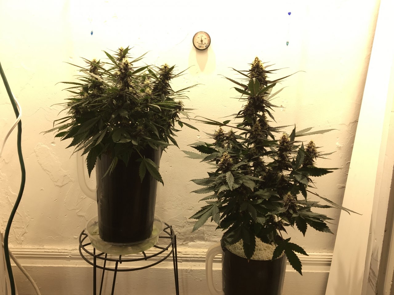 Dark Devil Autos (Day 33)