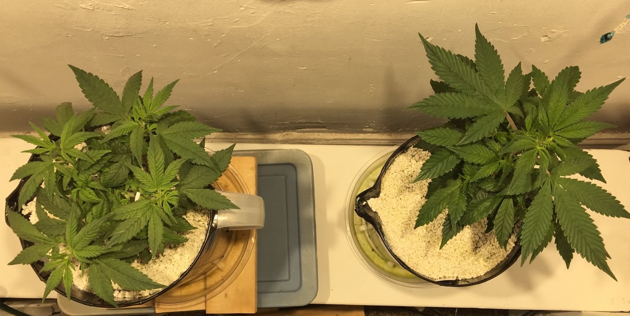 Dark Devil Autos (Day 47)