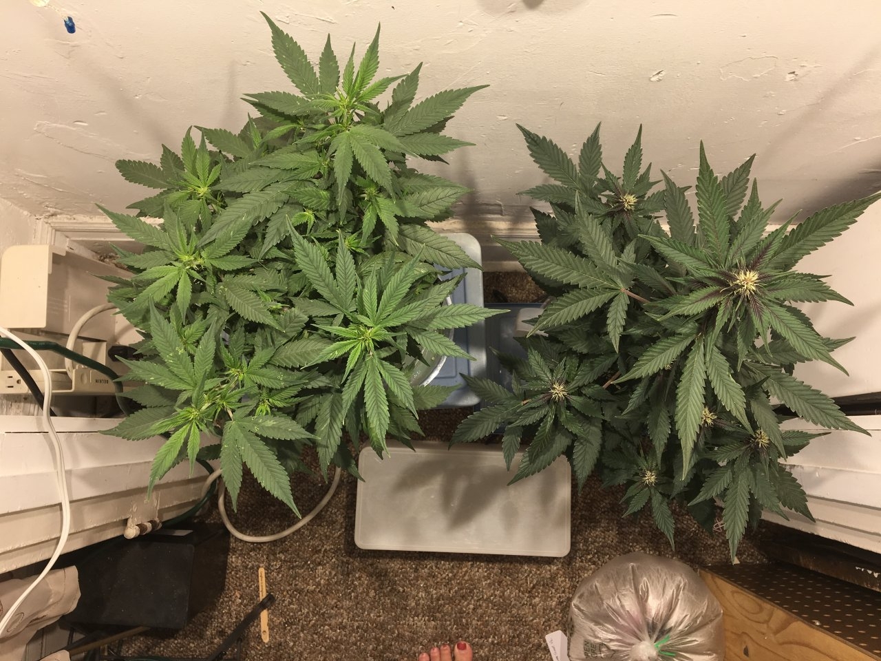 Dark Devil Autos (Day 61, + 19 with bloom nutes)