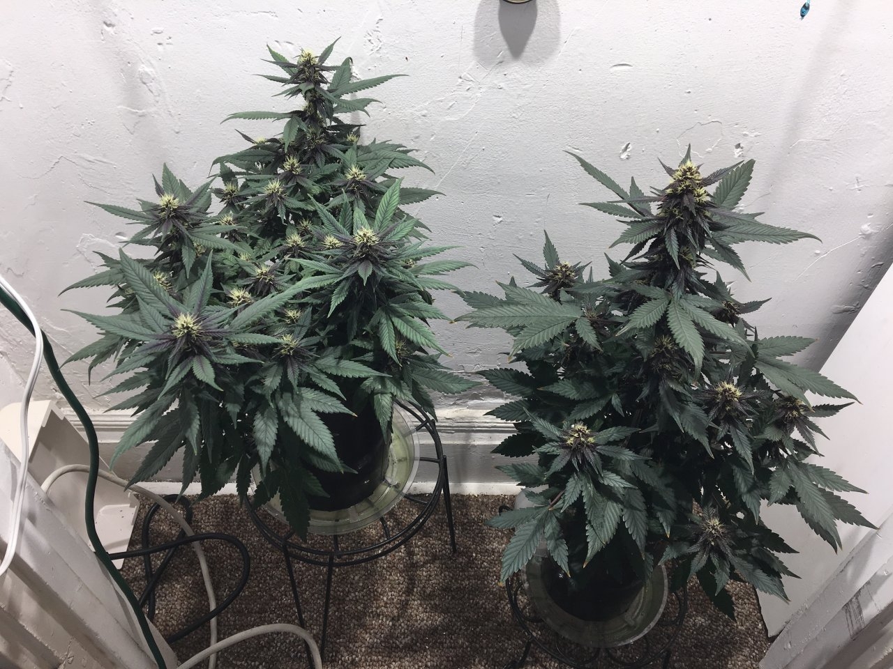 Dark Devil Autos (Day 74, flip + 32)