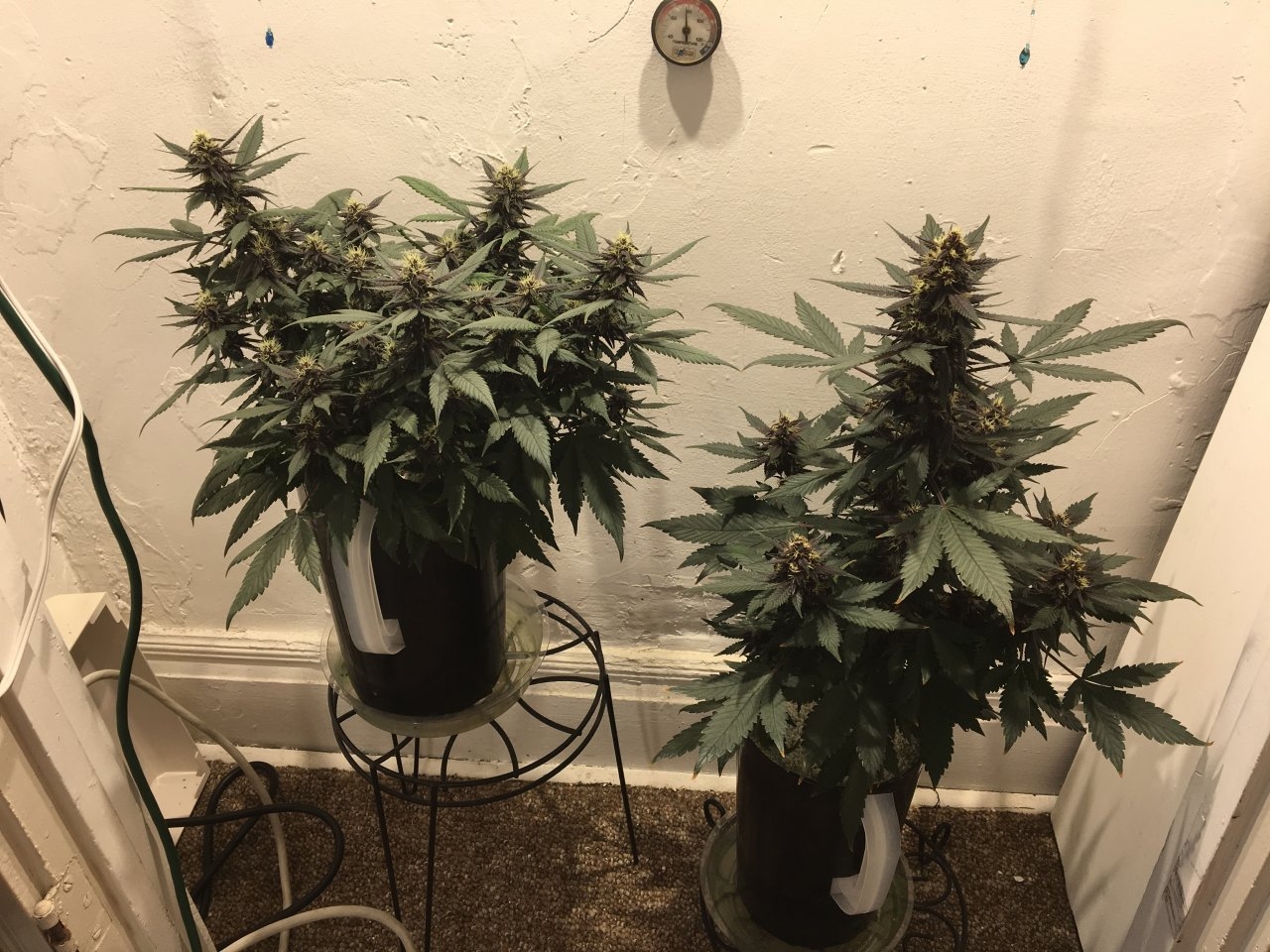 Dark Devil Autos (Day 78, 36th day on bloom nutes)