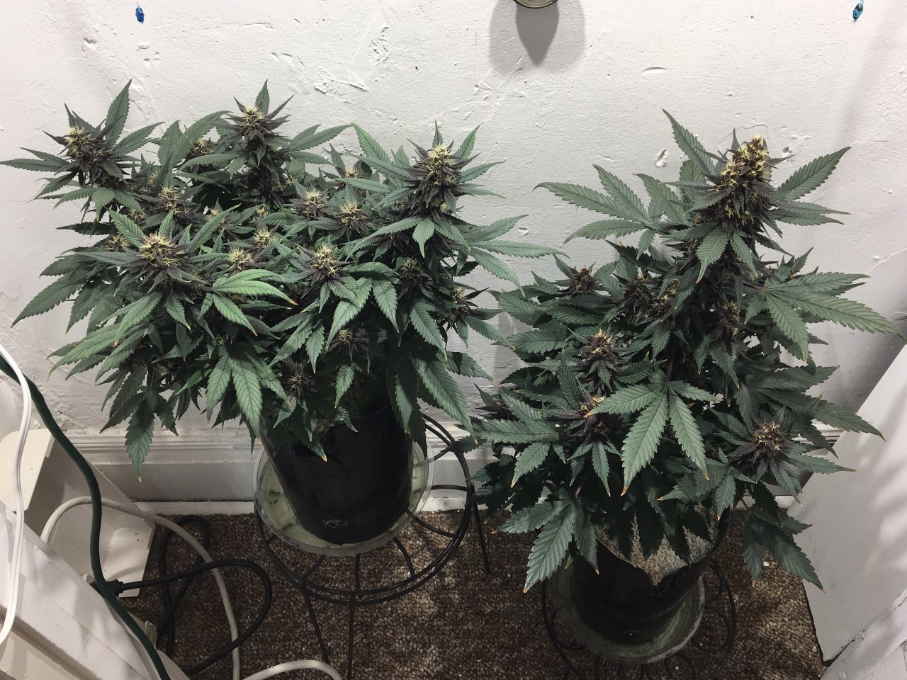 Dark Devil Autos (Day 81, 39 days on bloom nutes)