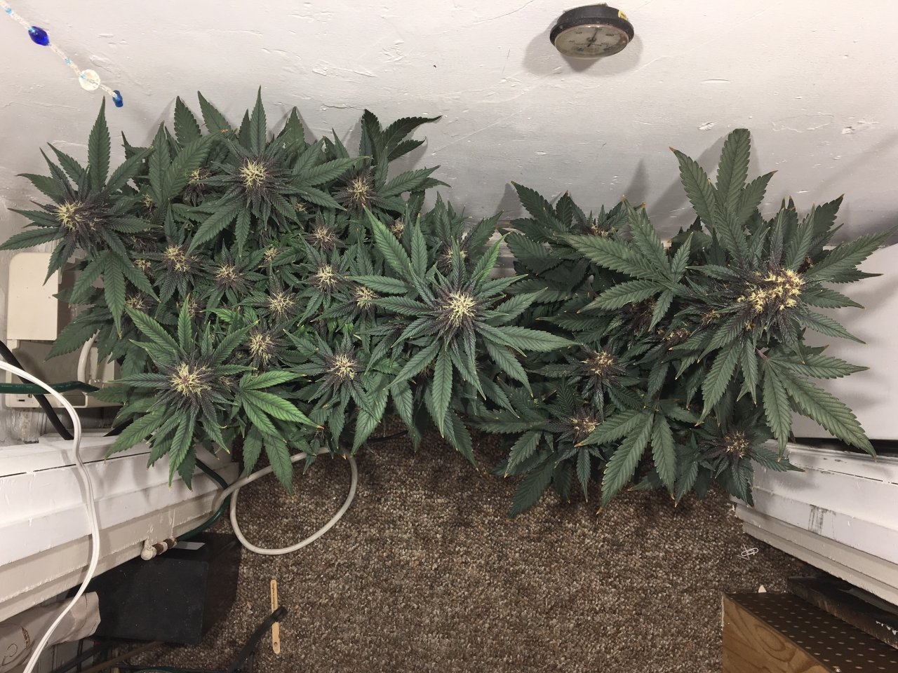 Dark Devil Autos (Day 81, 39 days on bloom nutes)