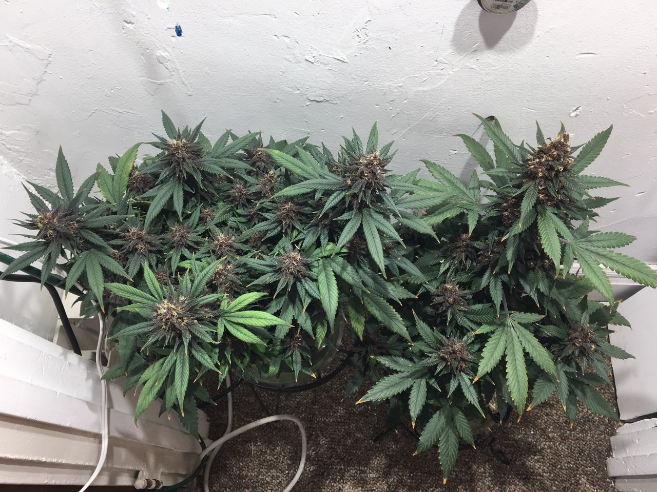 Dark Devil Autos (Day 94, 52 days on bloom nutes)