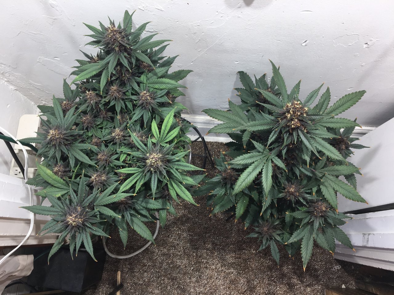 Dark Devil Autos