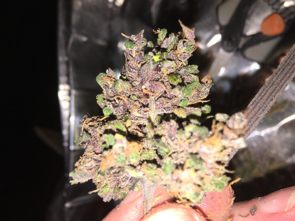 Dark Devil bud oozing resin