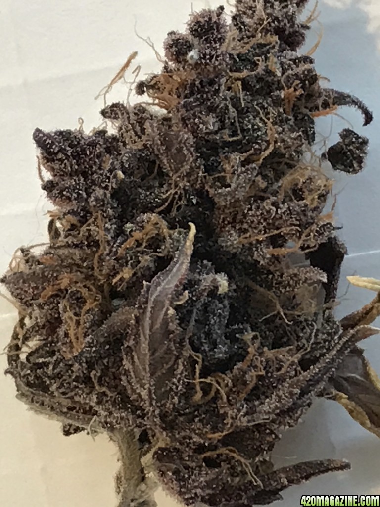 Dark Devil Nug