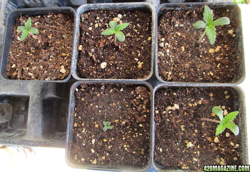 Dark Devil seedlings