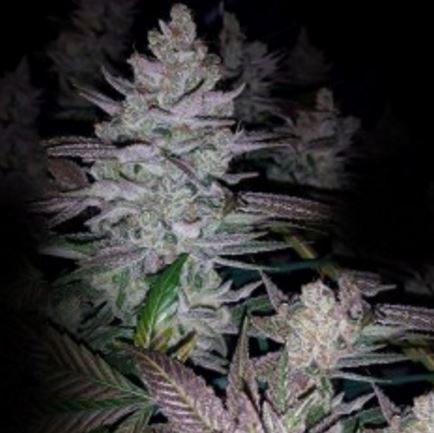 Dark Horse Genetics - Kings Banner and Bruce Banner