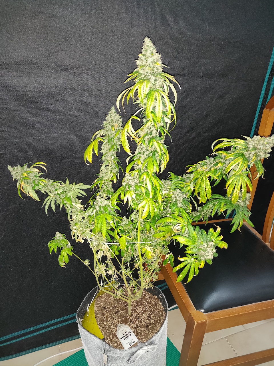 Dark Phoenix 1 - Day 99 - Harvest - 2.jpg