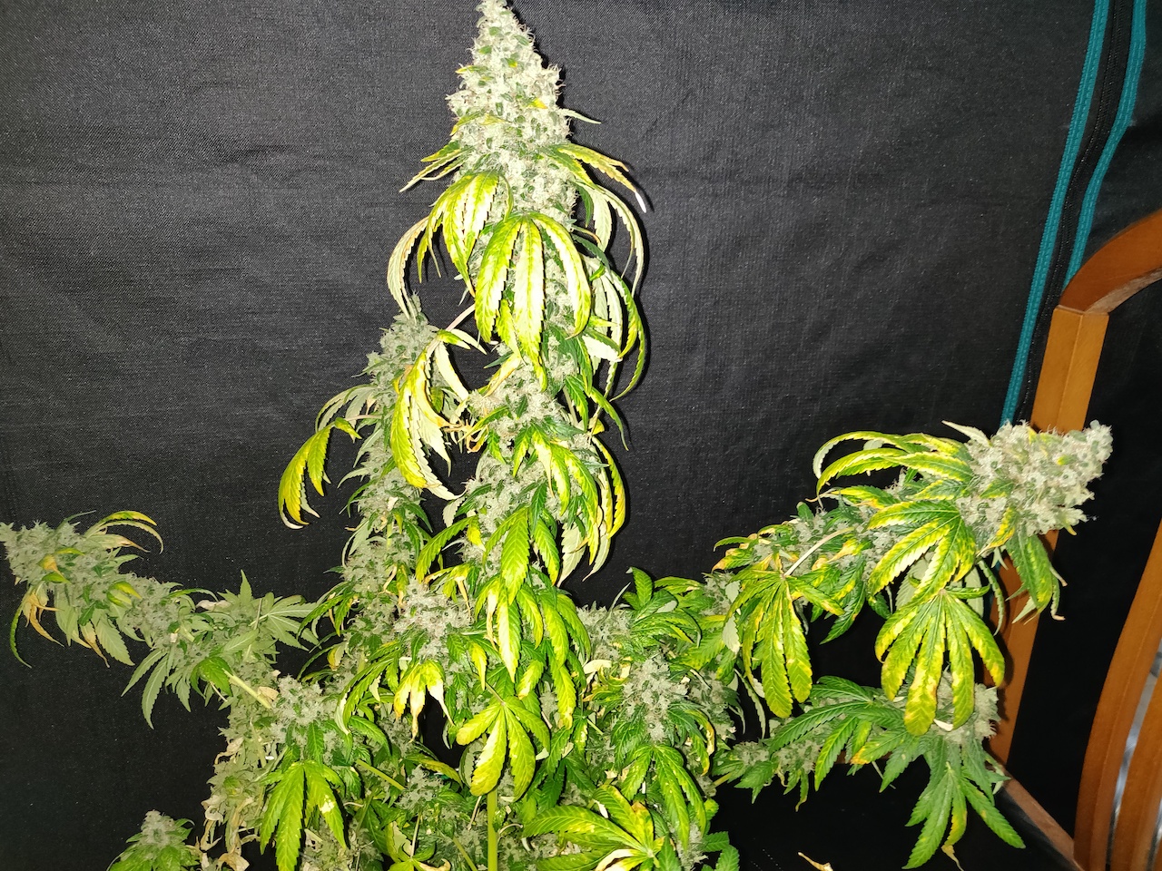 Dark Phoenix 1 - Day 99 - Harvest - 5.jpg