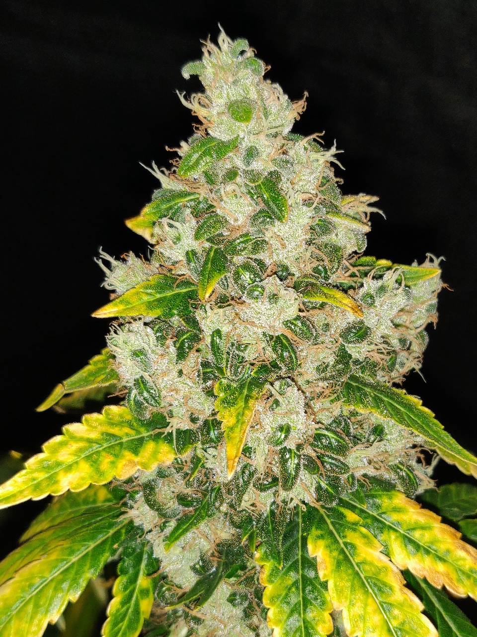 Dark Phoenix 1 - Day 99 - Harvest - 7.jpg