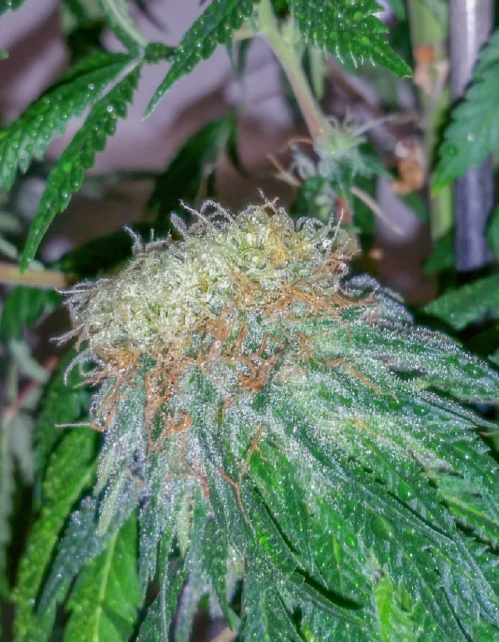 DarkStar Polyploid Bud-1.jpg