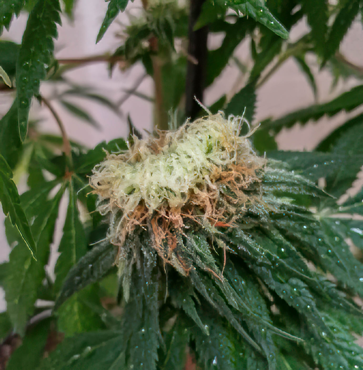 DarkStar Polyploid Bud-7.jpg