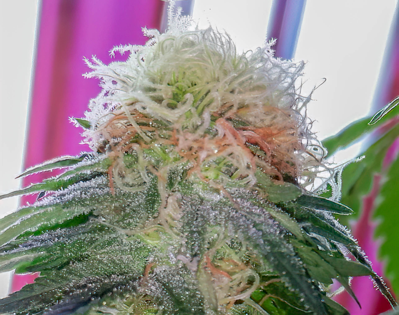 DarkStar Polyploid Bud-8.jpg