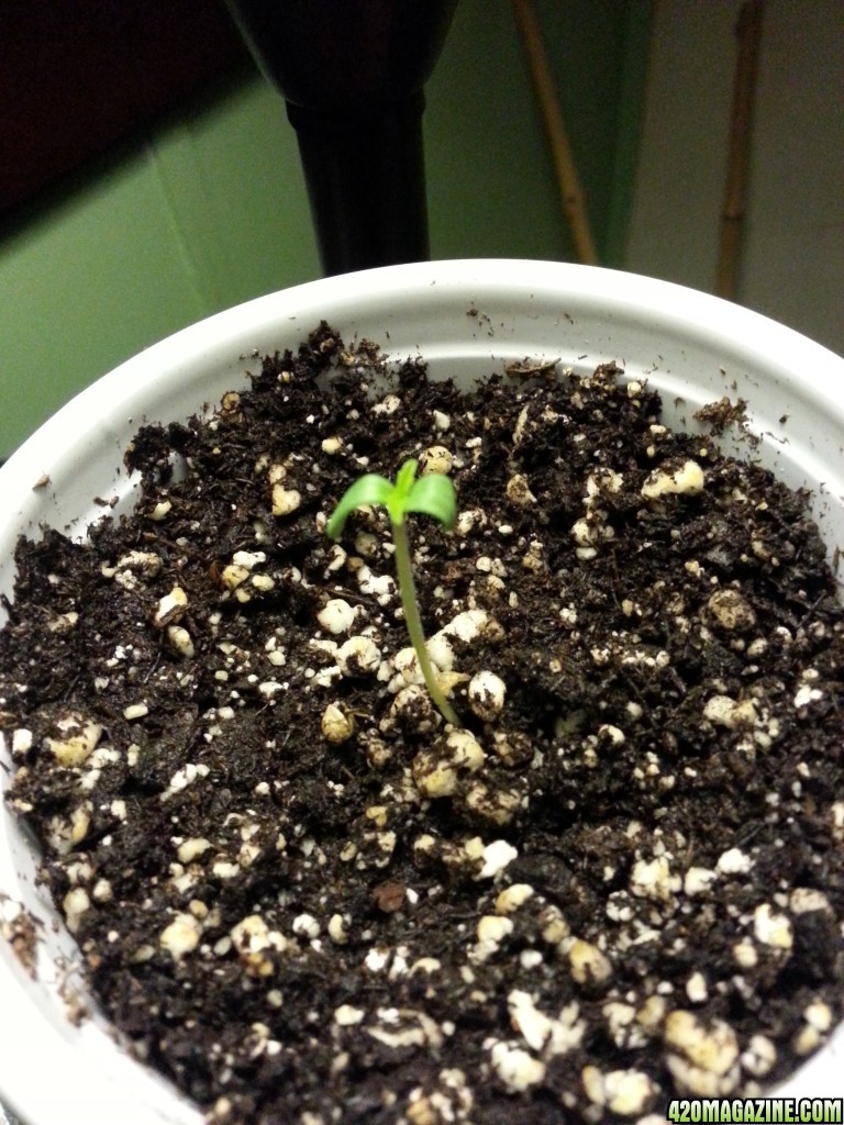 Darkstar Seedling