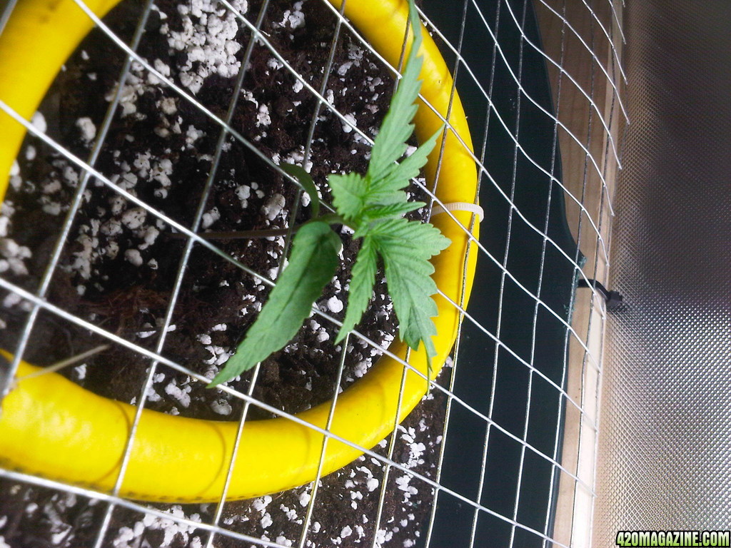 day 1-10 scrog veg