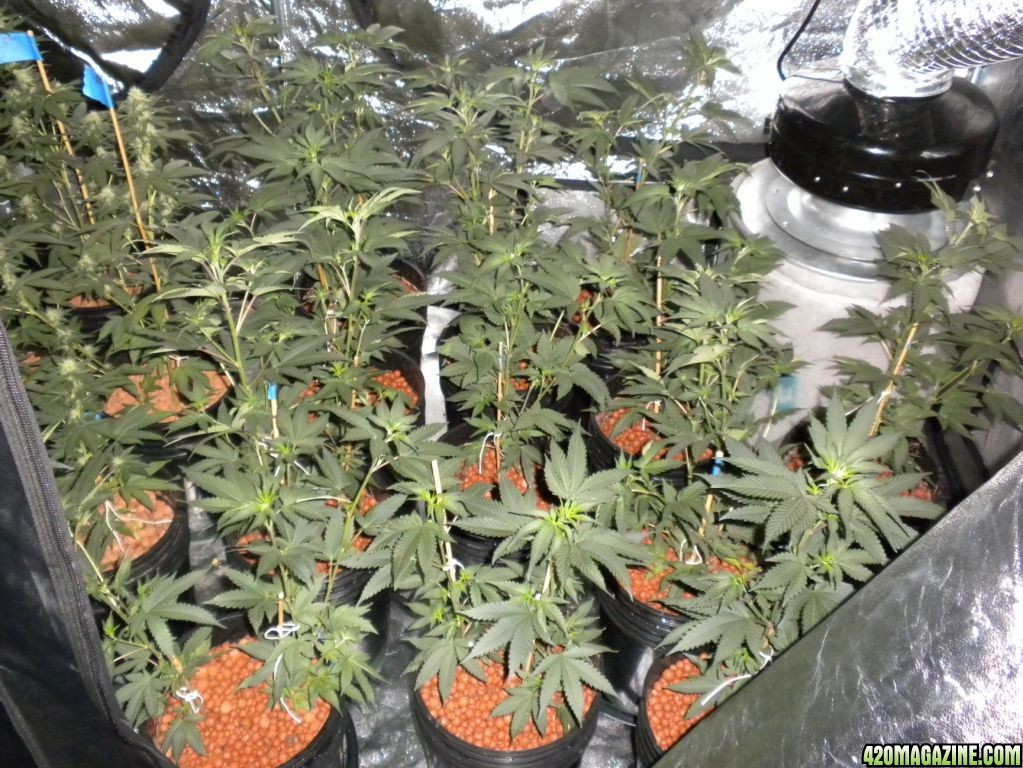 Day 1 2 foot BW clones