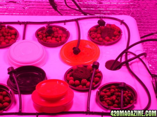 day 1 2 ww seeds planted