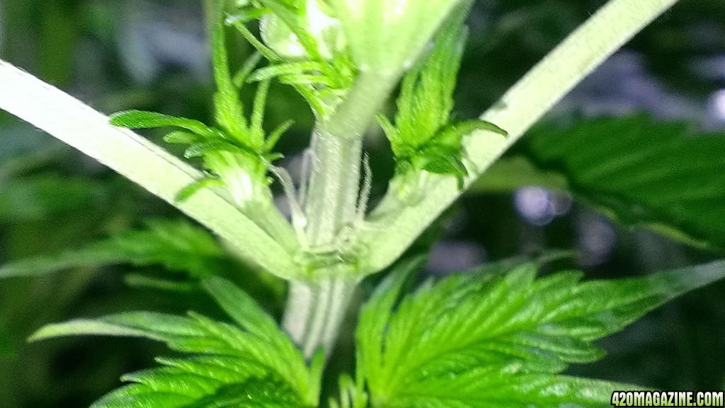 Day 1 Flowering - Fruit Auto