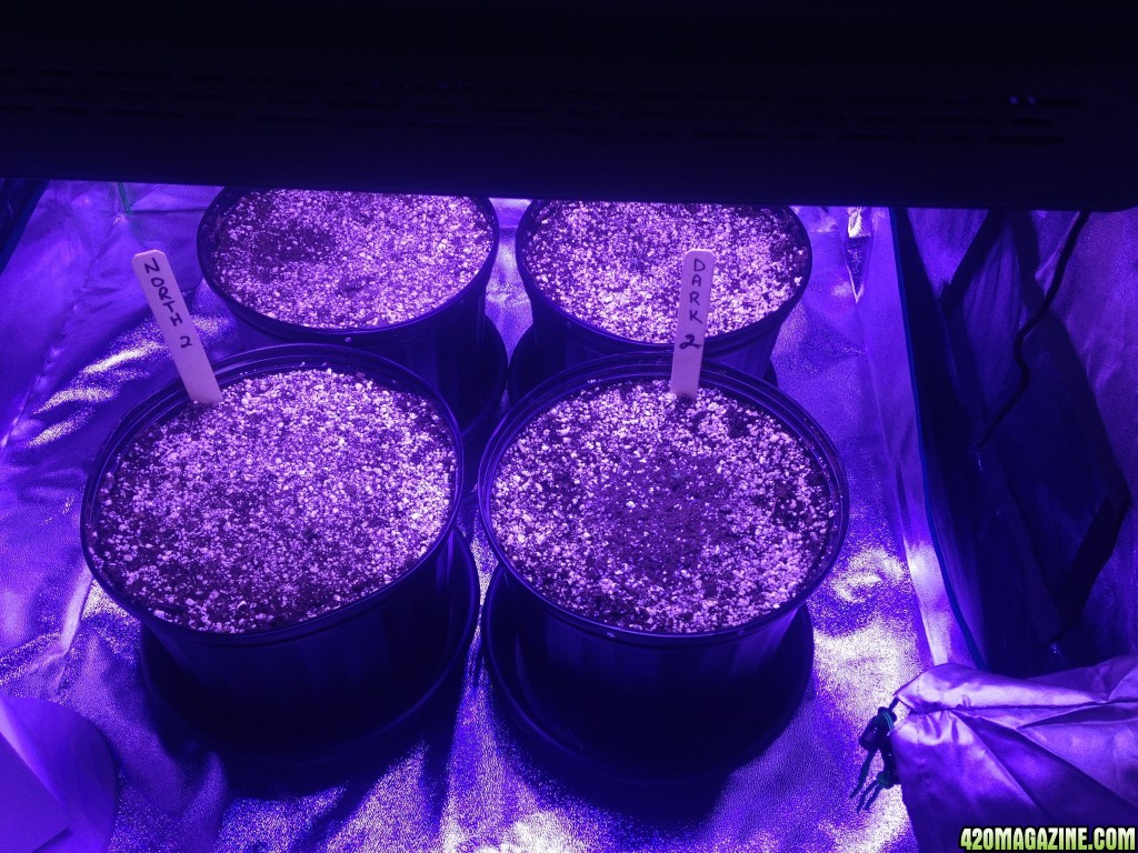 Day 1 - Indoor Auto Grows