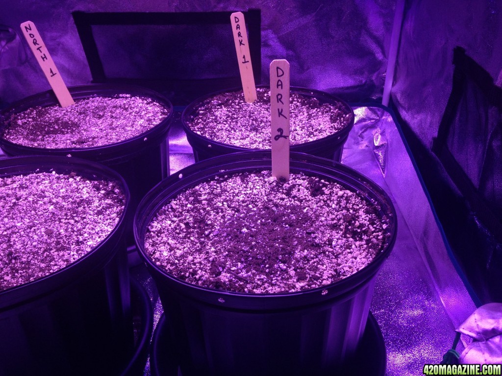 Day 1 - Indoor Auto Grows