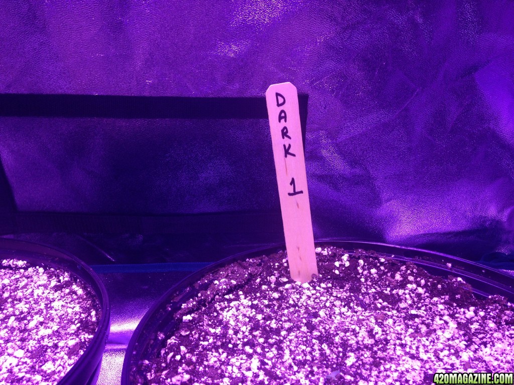 Day 1 - Indoor Auto Grows