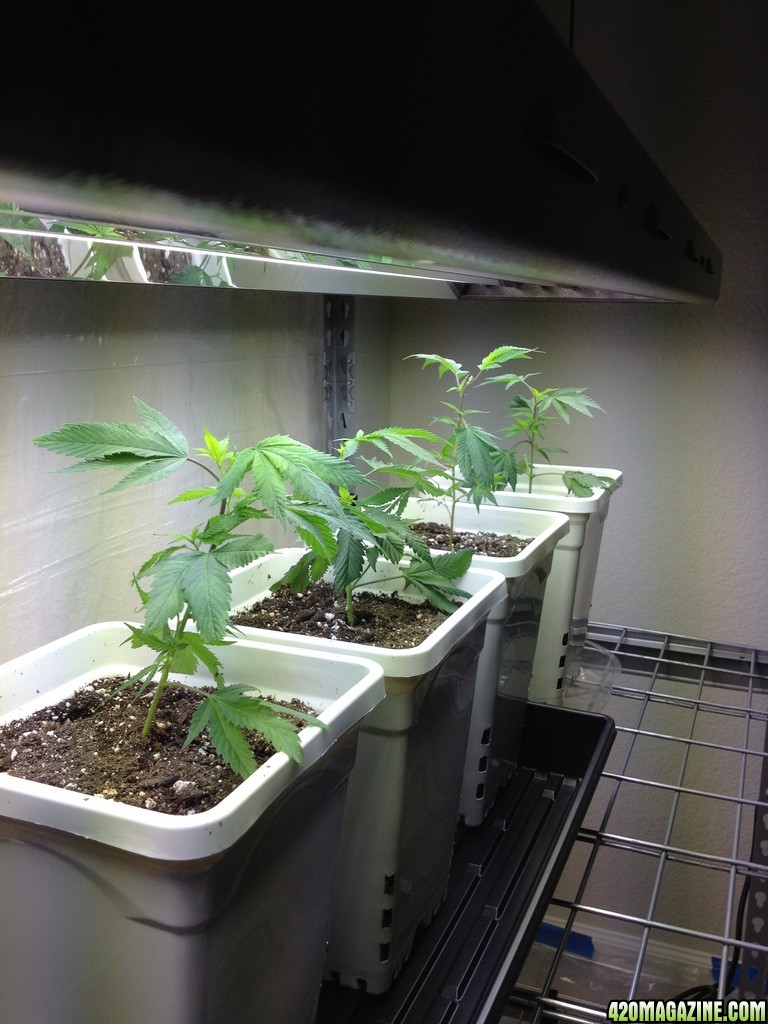 Day 1 Jedi Death Star clones freshly potted