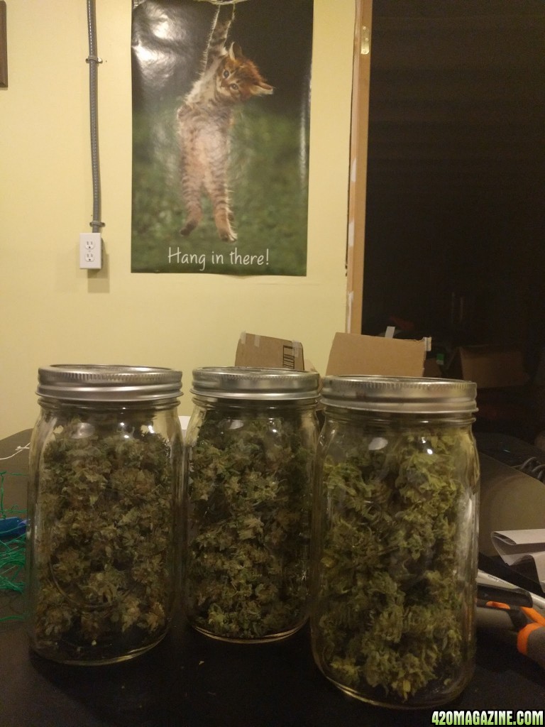 Day 1 of curing Blueberry