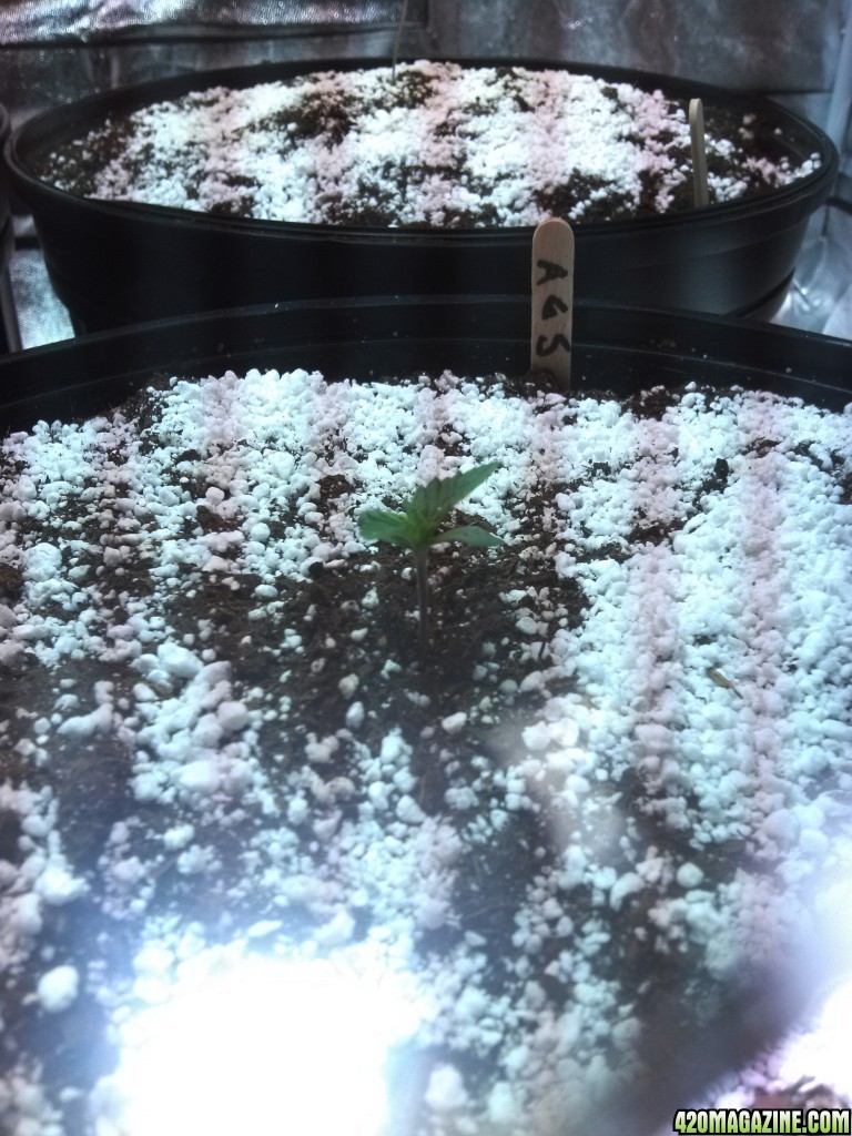 Day # 1 Of the GSC Grow