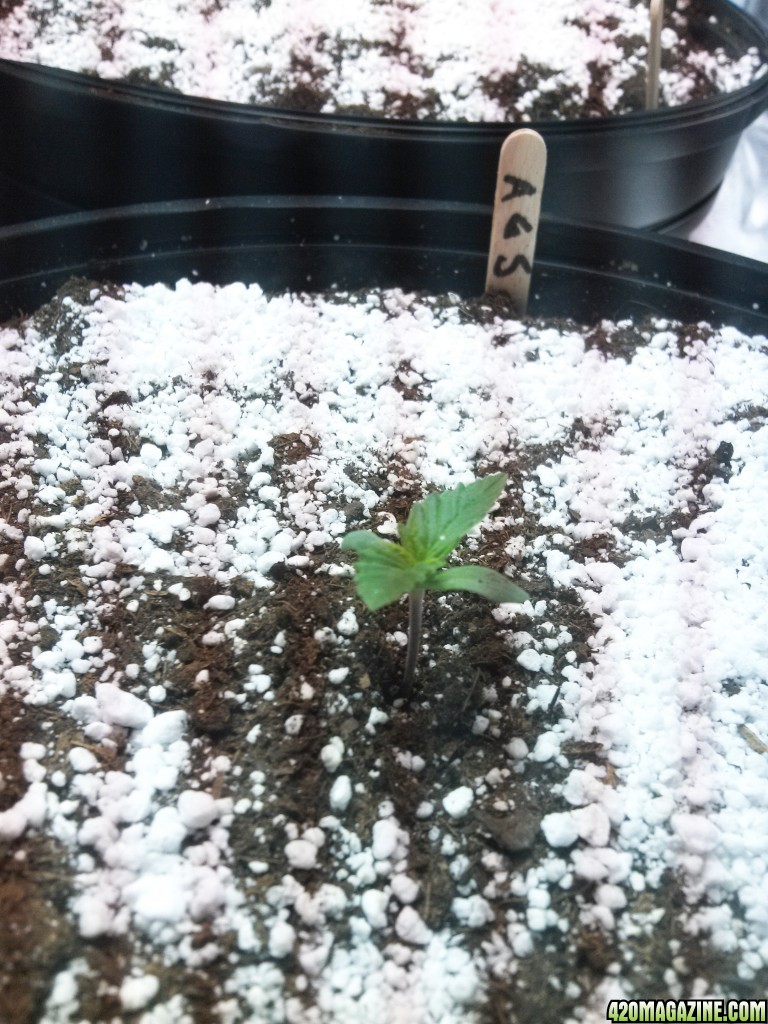 Day # 1 Of the GSC Grow