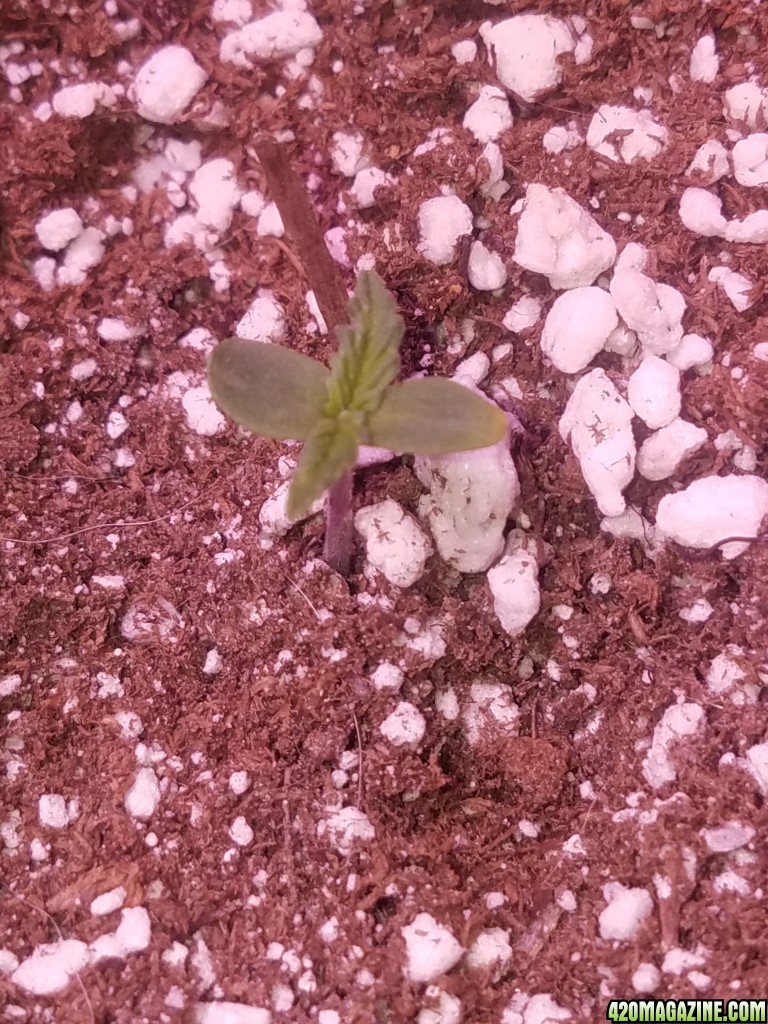 Day 1 organic hi brix dark devil auto