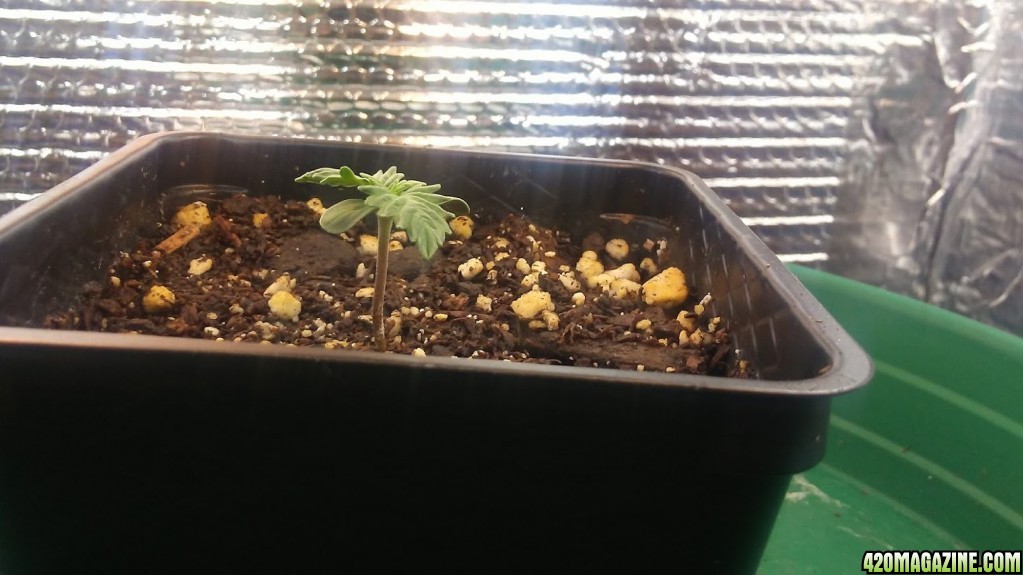 day 1 to day 5 of seedling