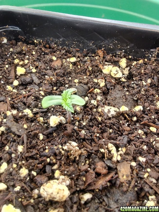 day 1 to day 5 of seedling