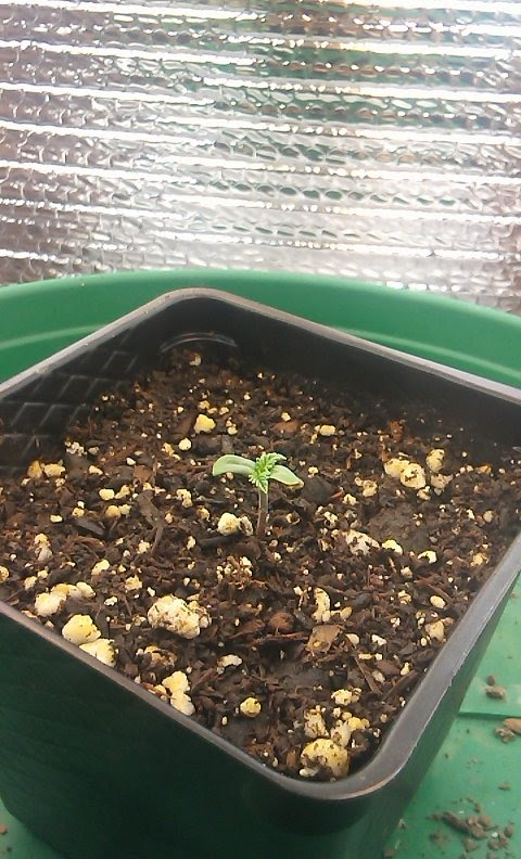 day 1 to day 5 of seedling