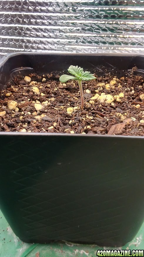 day 1 to day 5 of seedling