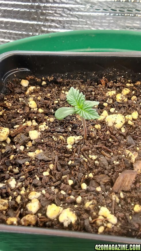 day 1 to day 5 of seedling