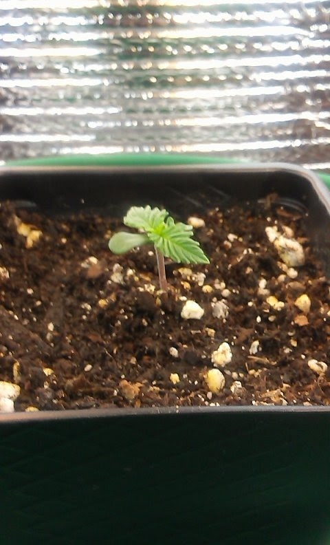 day 1 to day 5 of seedling