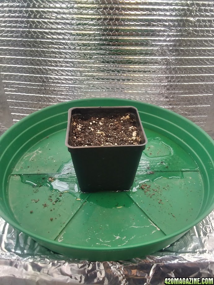 day 1 to day 5 of seedling